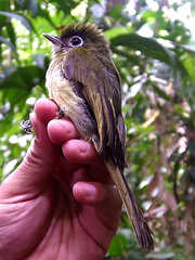 Rhynchocyclus brevirostris