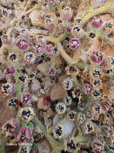 Crystalline ice plant