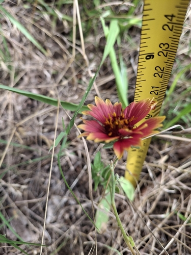 firewheel