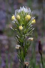 Castilleja lineariloba