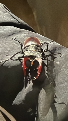 European Stag Beetle