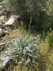 Astragalus tricarinatus
