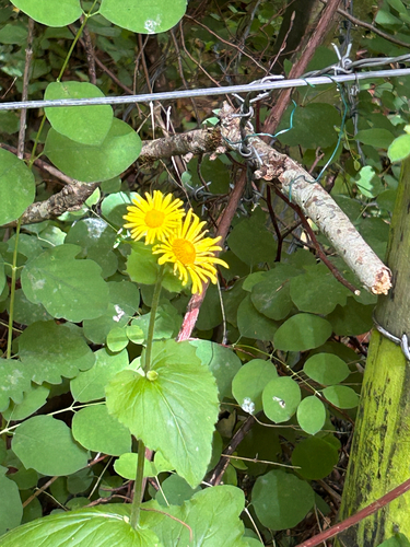 Doronicum pardalianches, photograph 2