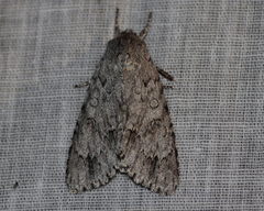 Acronicta americana