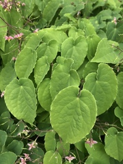 Epimedium × versicolor