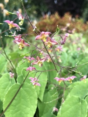 Epimedium × versicolor
