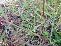 Bothriochloa macra