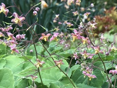 Epimedium × versicolor
