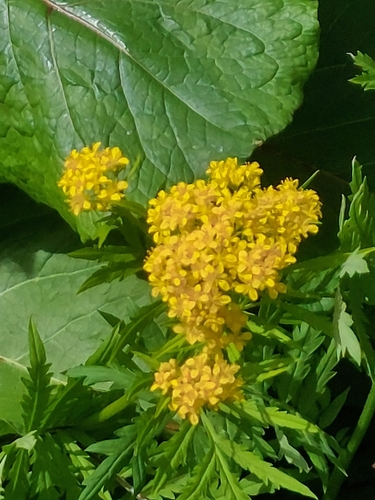Descurainia tanacetifolia