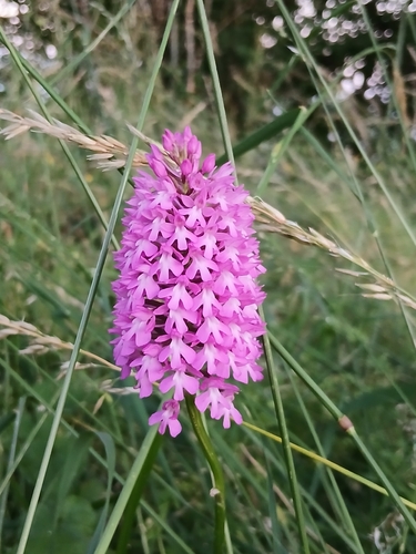 pyramidal orchid
