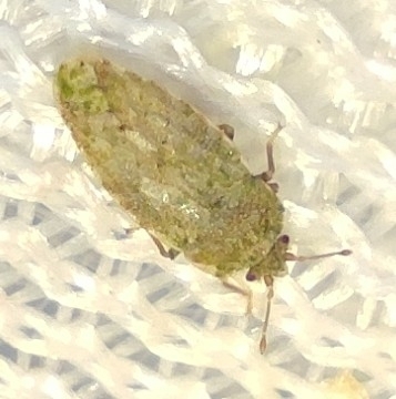 Beet Leaf Bug