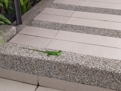Iguana iguana