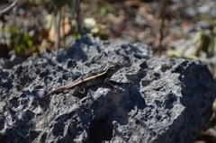 Sceloporus chrysostictus