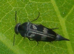 Mordella insulata