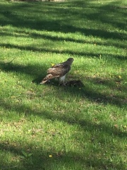 Buteo jamaicensis