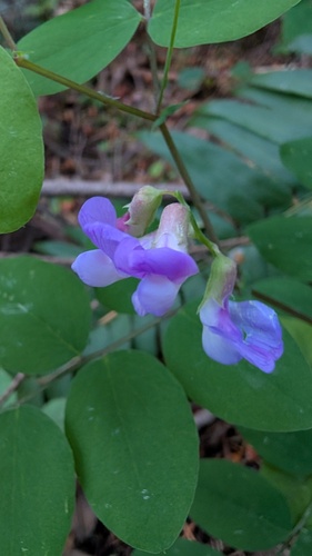 Lathyrus nevadensis observed 2026-06-07