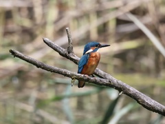 Common Kingfisher