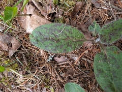 Hieracium maculatum