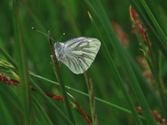 Green-veined White Green-veined White