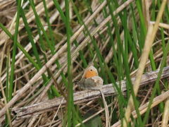 Small Heath Small Heath