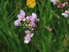 Cuckooflower Cuckooflower