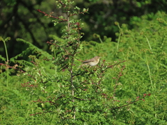 Willow Warbler Willow Warbler