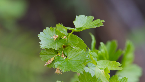 Ribes inerme, photograph 5