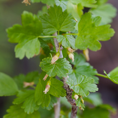 (c) Daughter Dad, some rights reserved (CC BY) Ribes inerme, photograph (c) Daughter Dad, some rights reserved (CC BY)