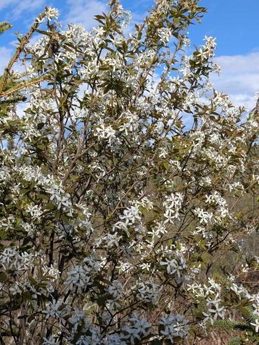 Amelanchier laevis, photograph 1
