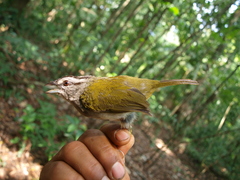 Arremonops chloronotus