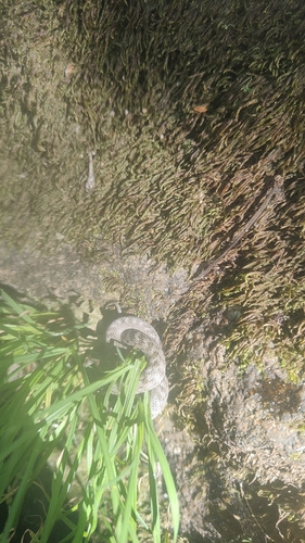 Southern Smooth Snake