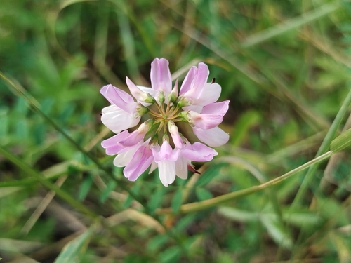 purple crownvetch