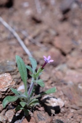Allophyllum gilioides