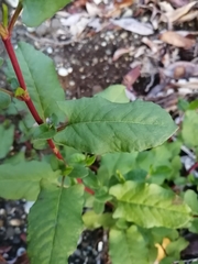 Muehlenbeckia hastulata