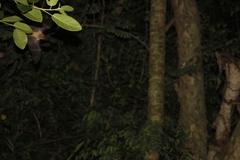 Pteronotus mesoamericanus