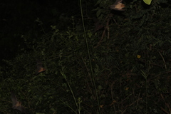 Pteronotus mesoamericanus