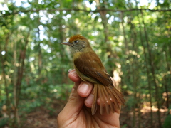Tunchiornis ochraceiceps