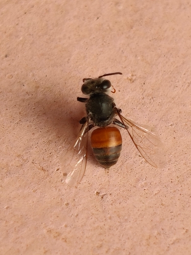 Red Dwarf Honey Bee