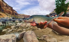 Humpback Chub photo 2