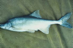 Humpback Chub photo 3