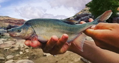 Humpback Chub photo 1
