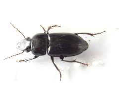 Coleoptera