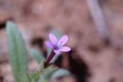 Allophyllum gilioides