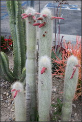 Cleistocactus strausii