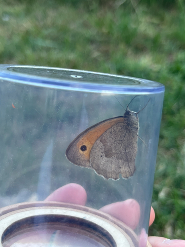 Meadow Brown