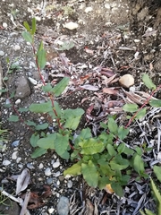 Muehlenbeckia hastulata