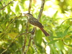 Myiodynastes maculatus