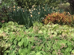 Epimedium × versicolor