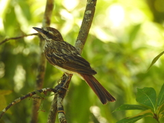 Myiodynastes maculatus