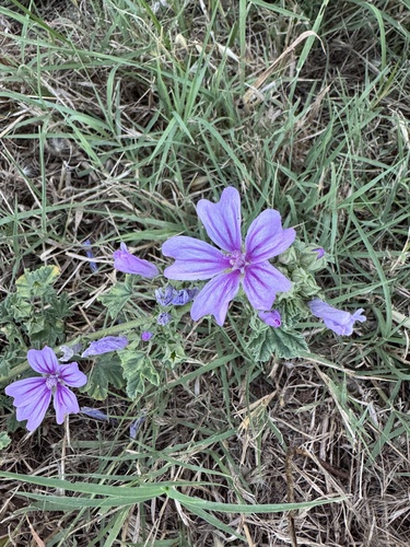 Common Mallow